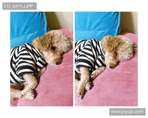 聚焦绿茵巨星爱宠揭秘足球球星与猫咪之间的温情故事 聚焦绿茵巨星爱宠揭秘足球球星与猫咪之间的温情故事